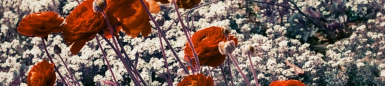 Banner 1